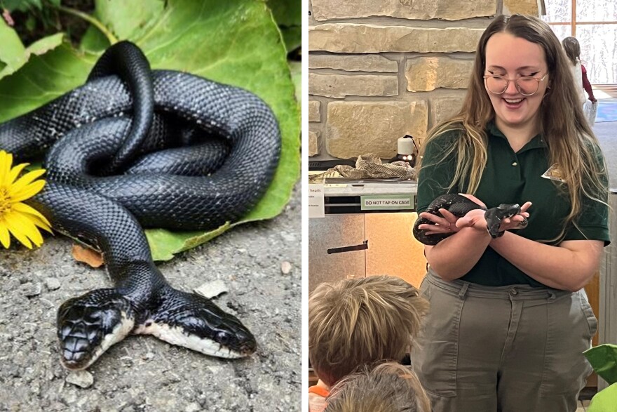 Snake Encounter 2