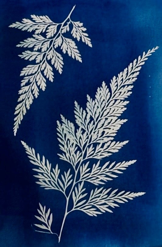 Medium & Technique | Cyanotype 1