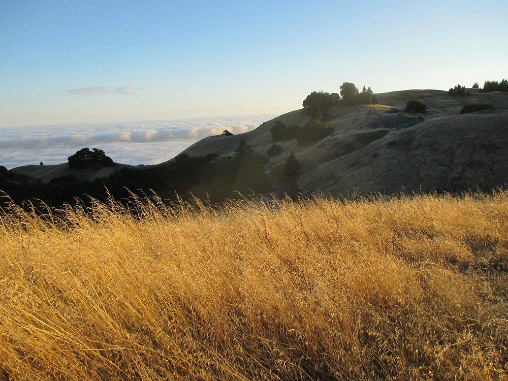 Steep Ravine Trail and Dipsea Trail Junction 2