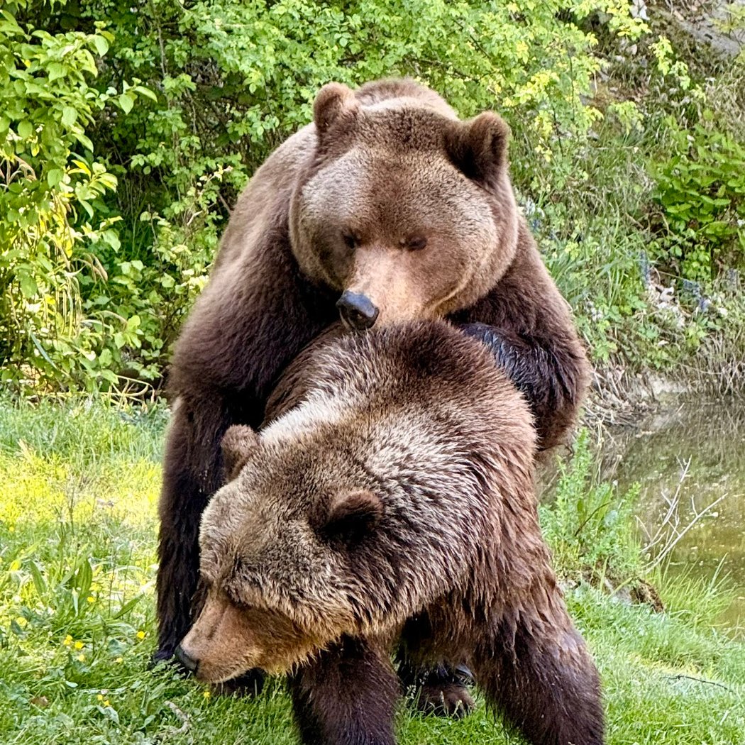 Wildnispark Zürich Langenberg 1