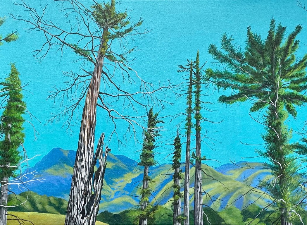 REDWOOD 1
