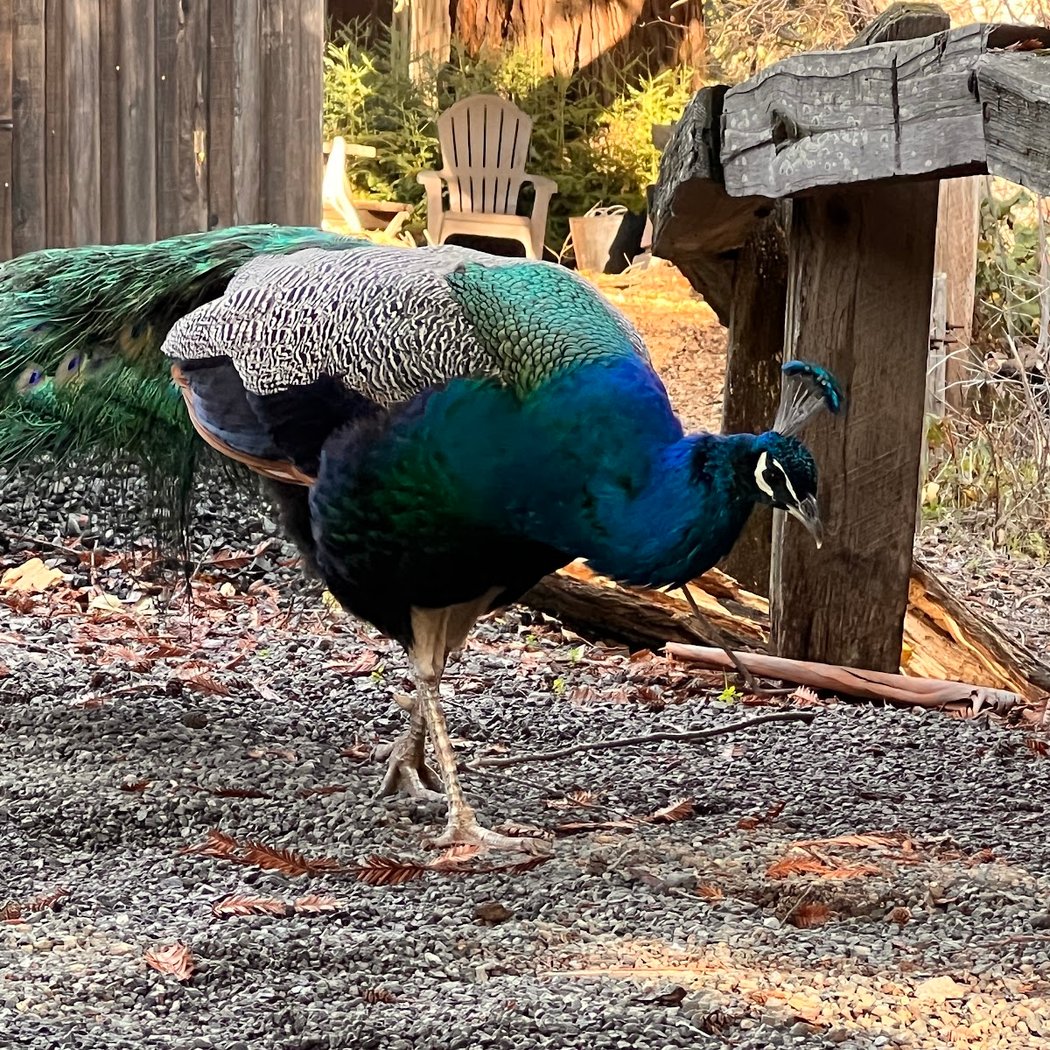 Picchetti Winery 1