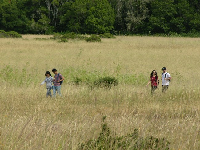 Divide Meadow 1
