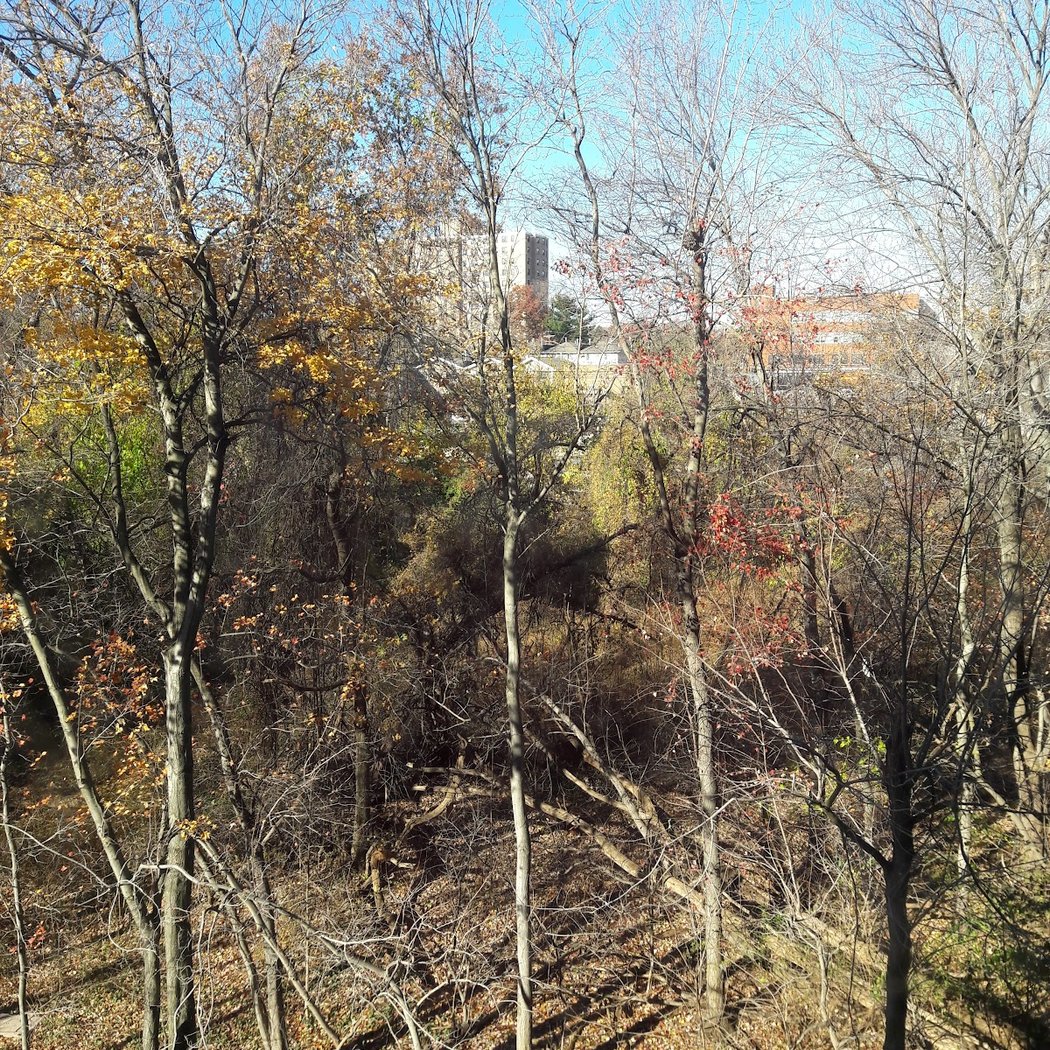 Givans Creek Woods 2