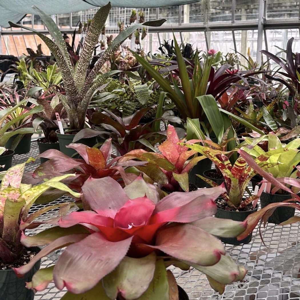 Bromeliad Society International Standard Show and Cactus and Succulent Plant Show