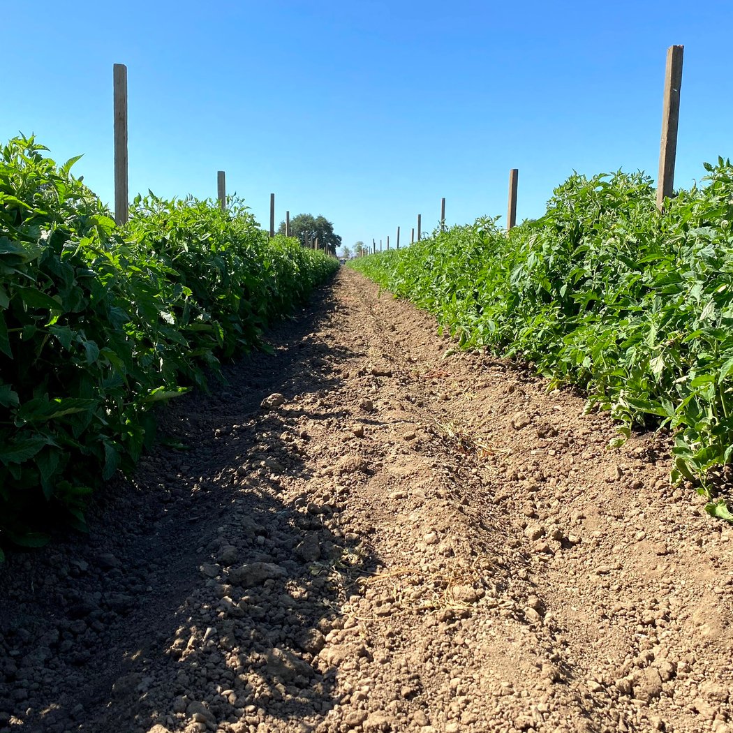 LJB Farms 2
