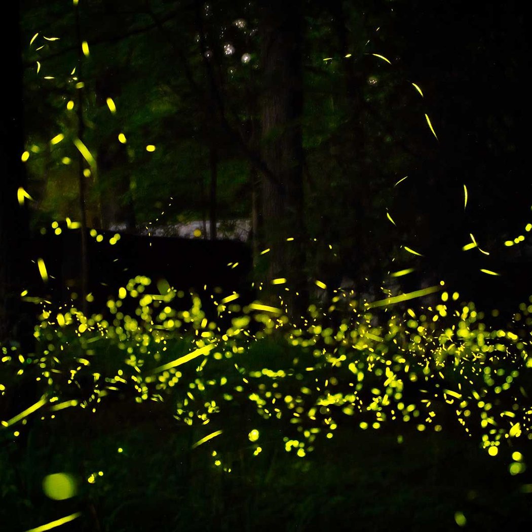 I Spy Fireflies! 1