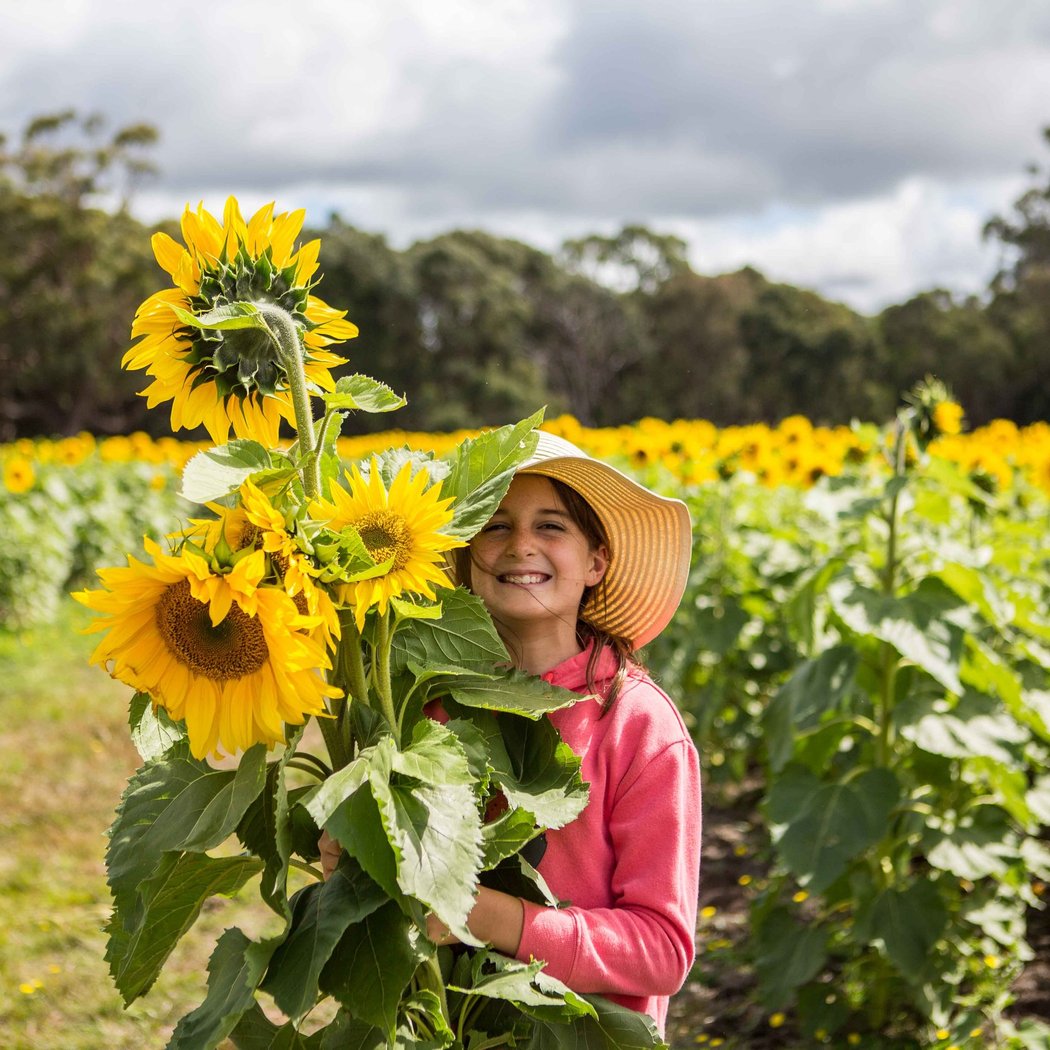 Elliot Farm Sunflower Bloom 1