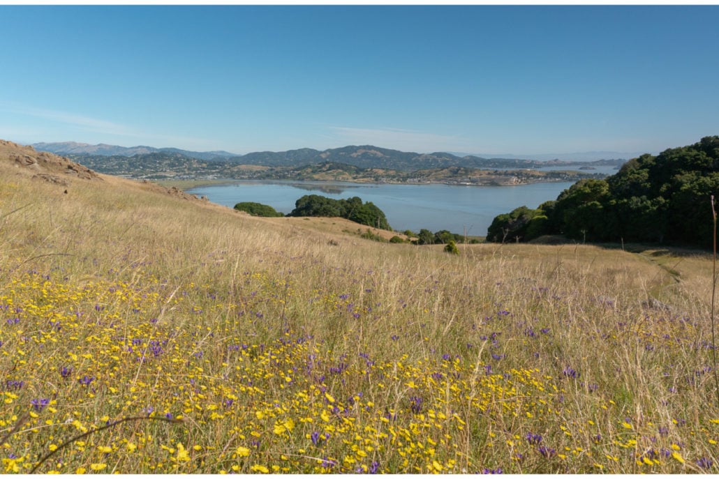 Ring Mountain Preserve 1
