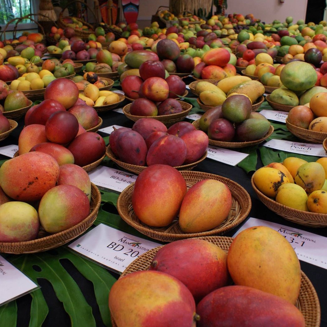Mango Festival 1