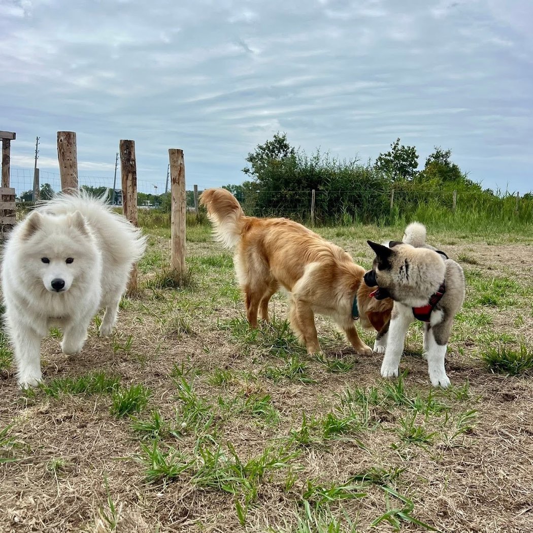 Parc à chien 2