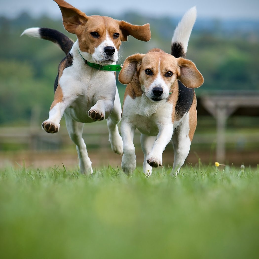 DogWalking 1