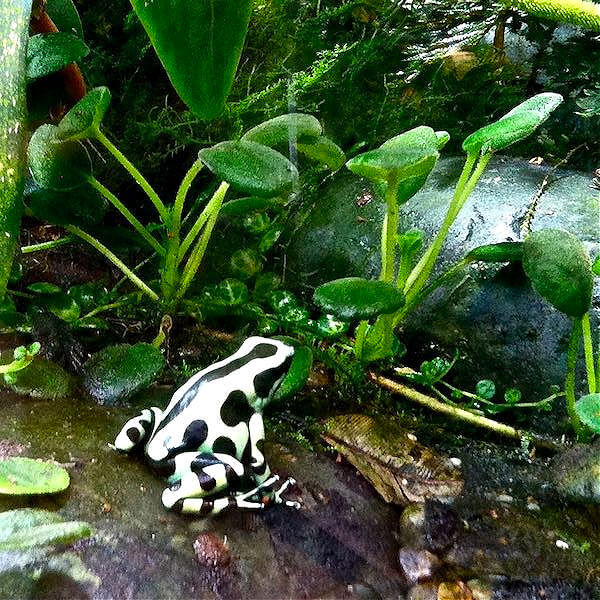 Osher Rainforest at the California Academy of Sciences 2
