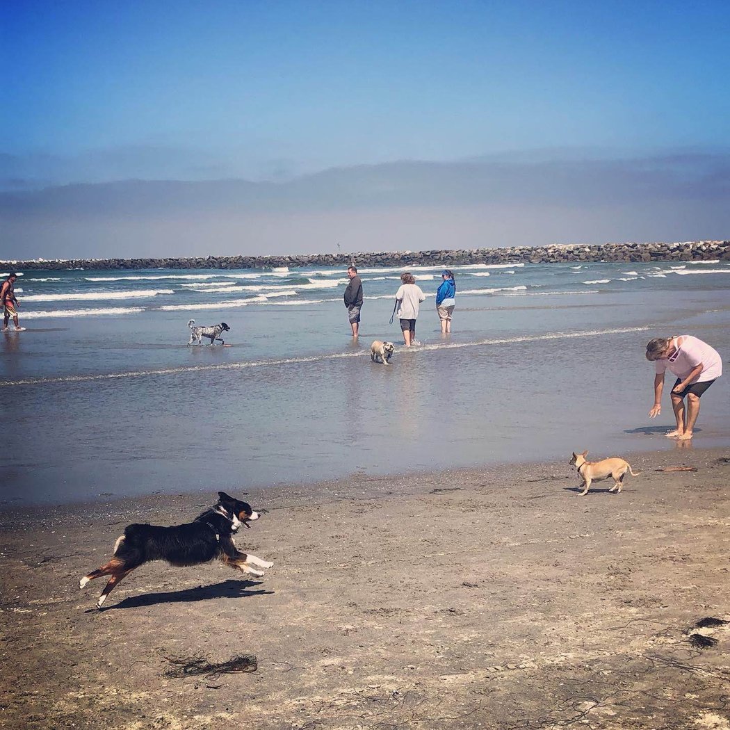 Surf Dog-A-Thon 3
