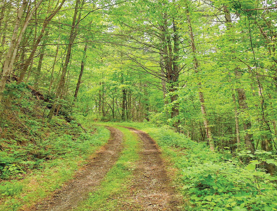 Sweaty Hooters Trail Runs 2