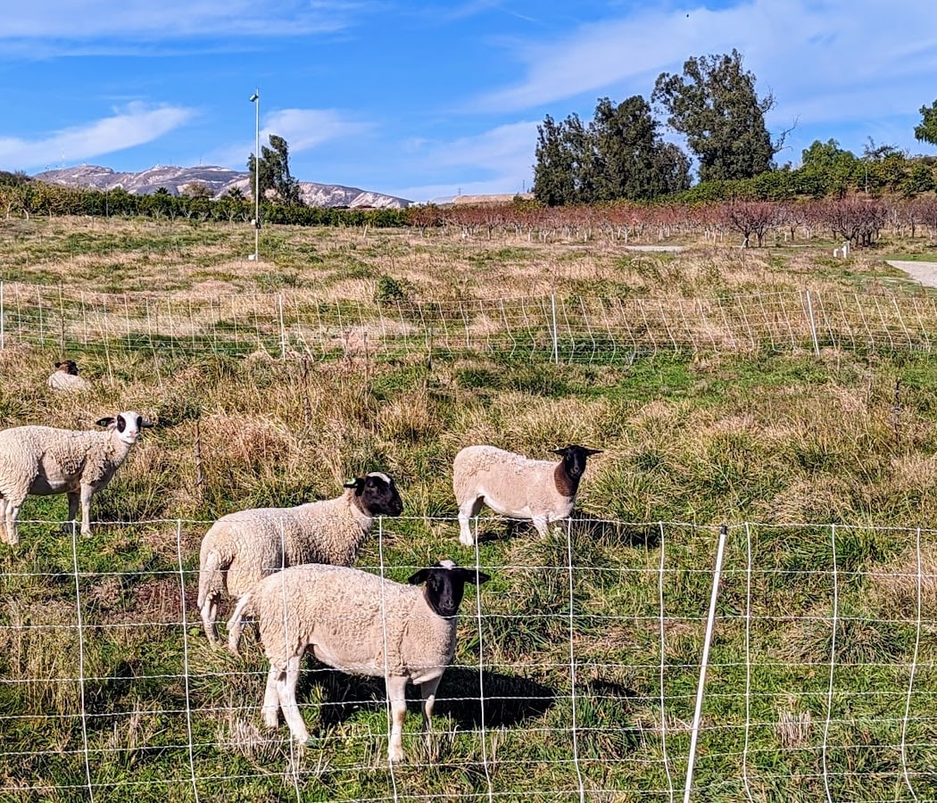 Regenerative Farm Tour 3