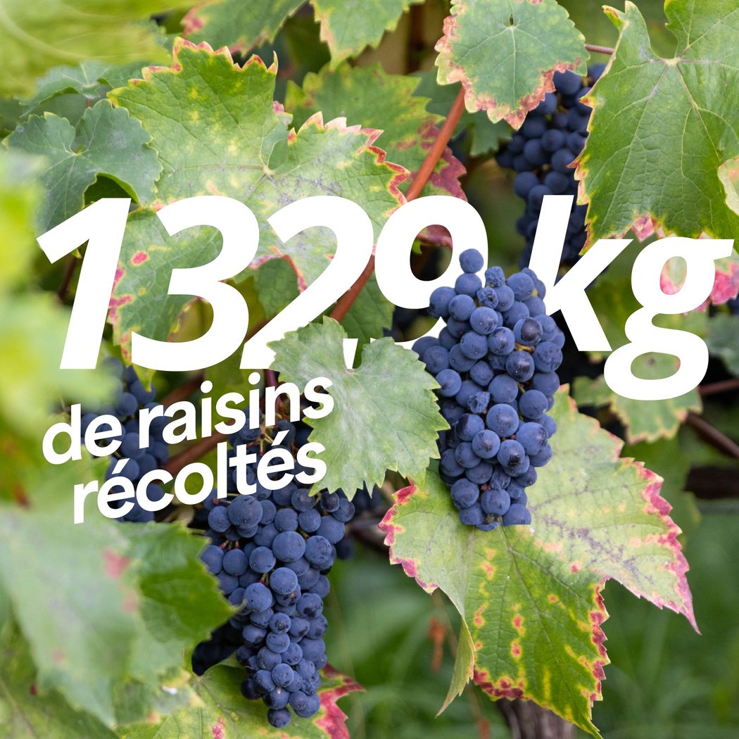 Fête des Vendanges de Montmartre