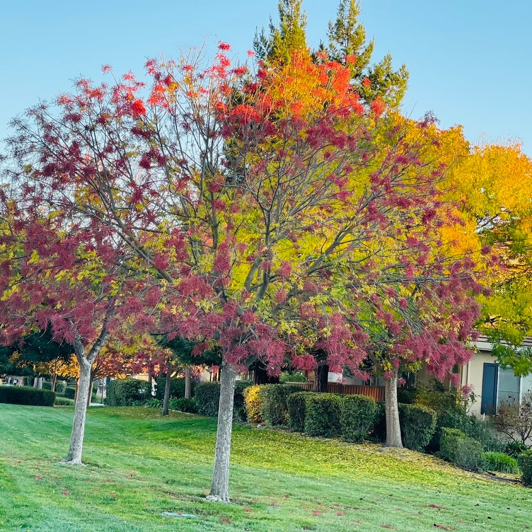 Owens Plaza Park 1