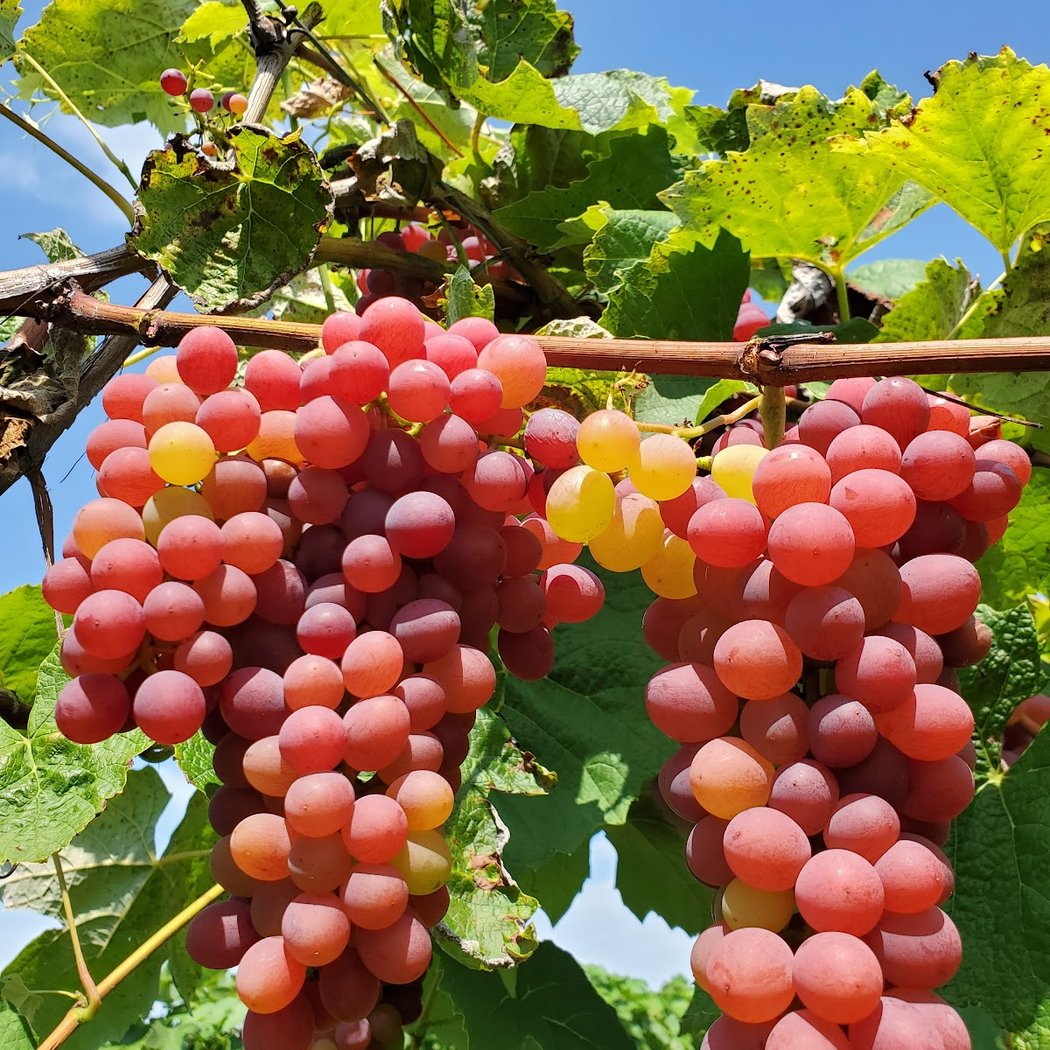 Caradonna Farms 1