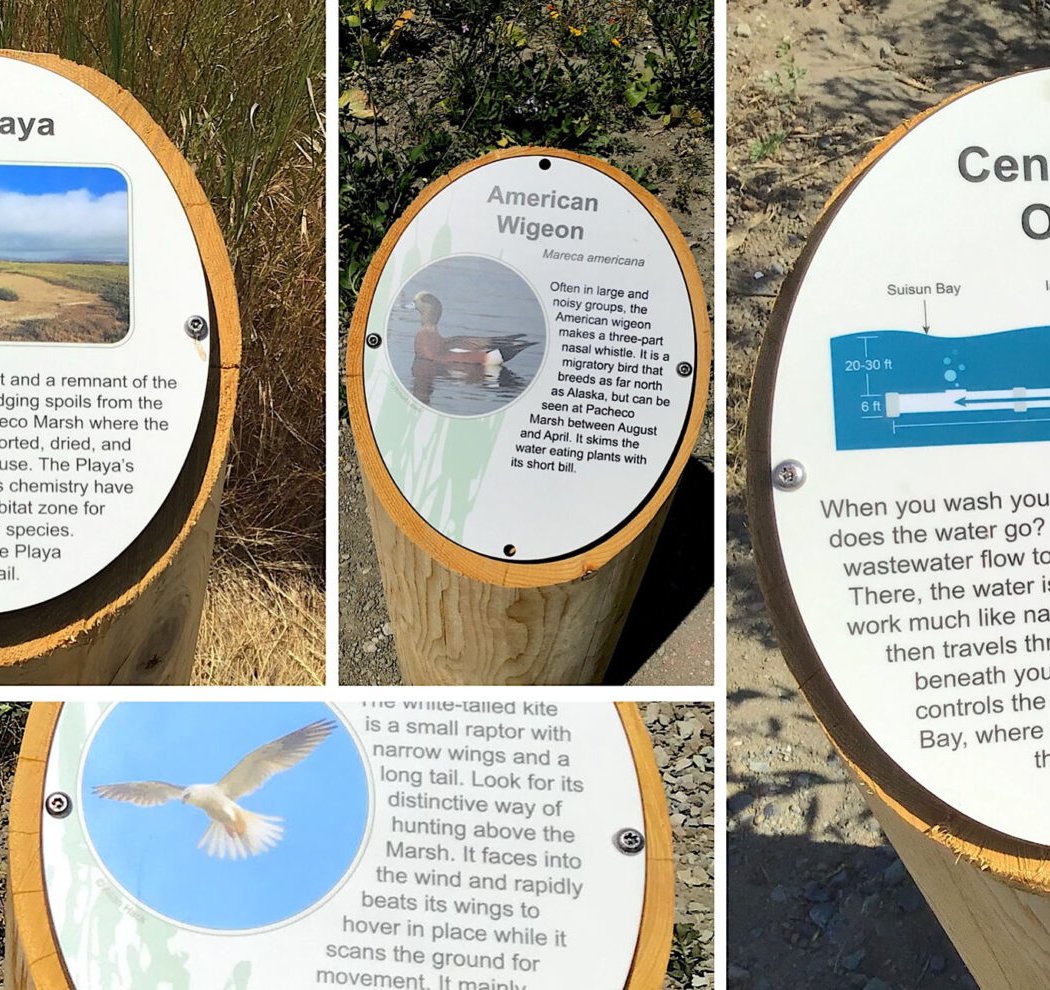 Pacheco Marsh 3