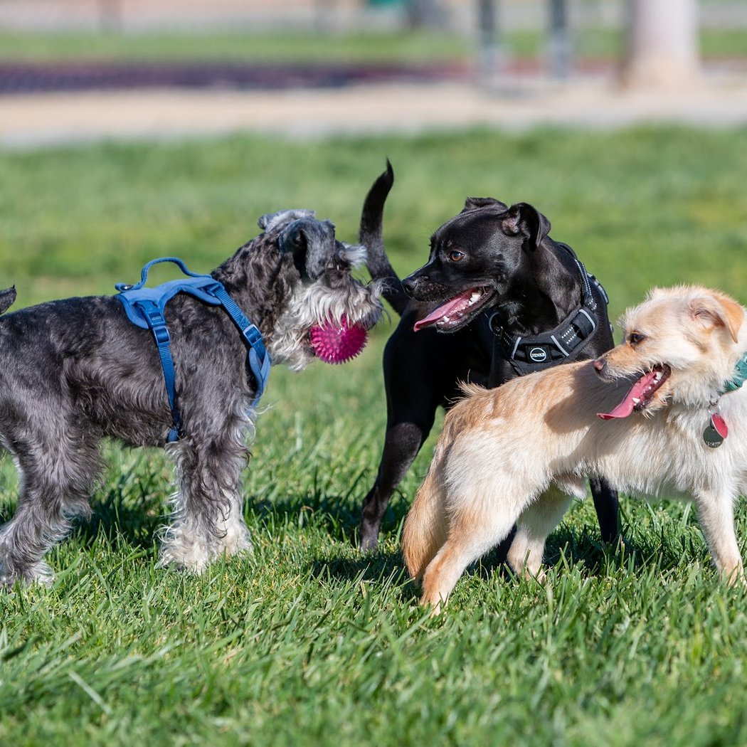 Dog Park for Small Dogs 2