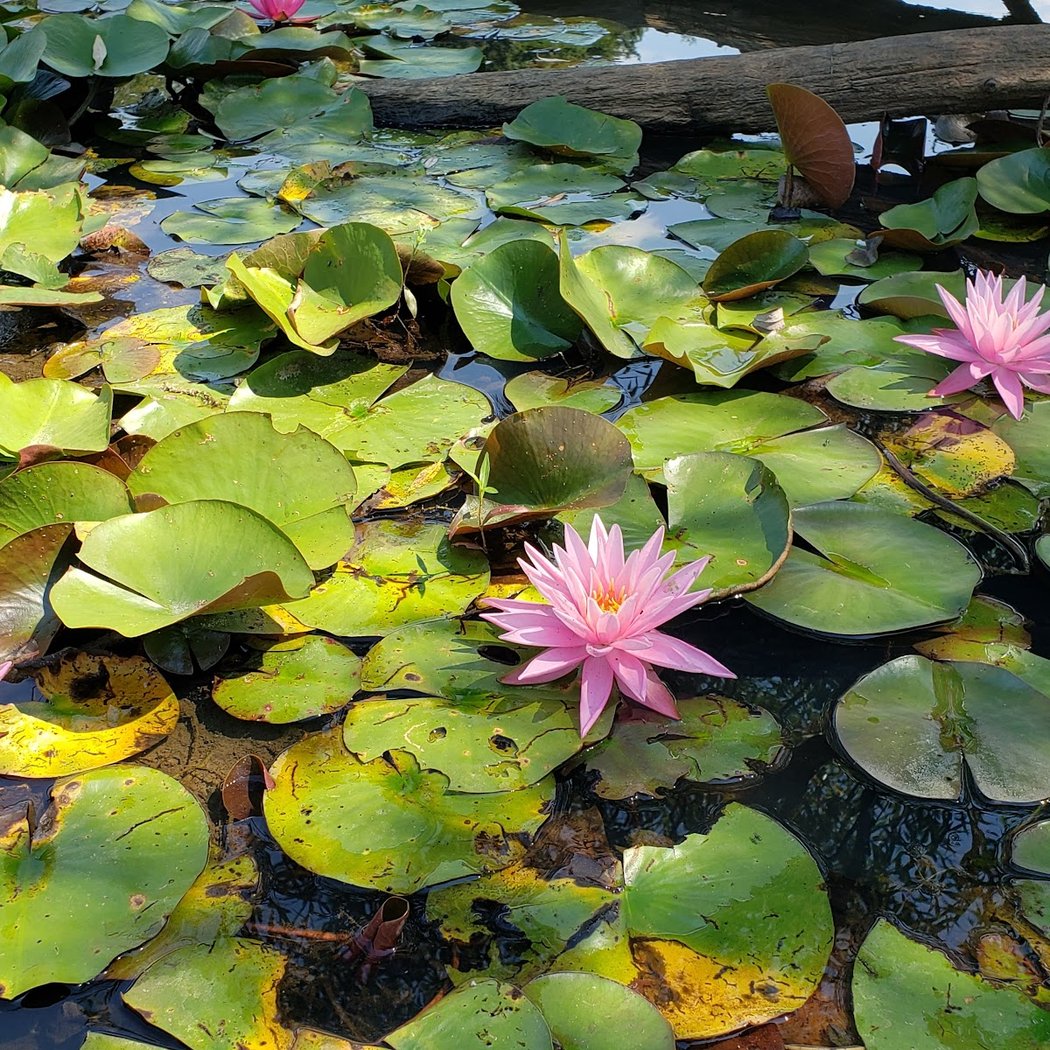 Noxious Plants 3