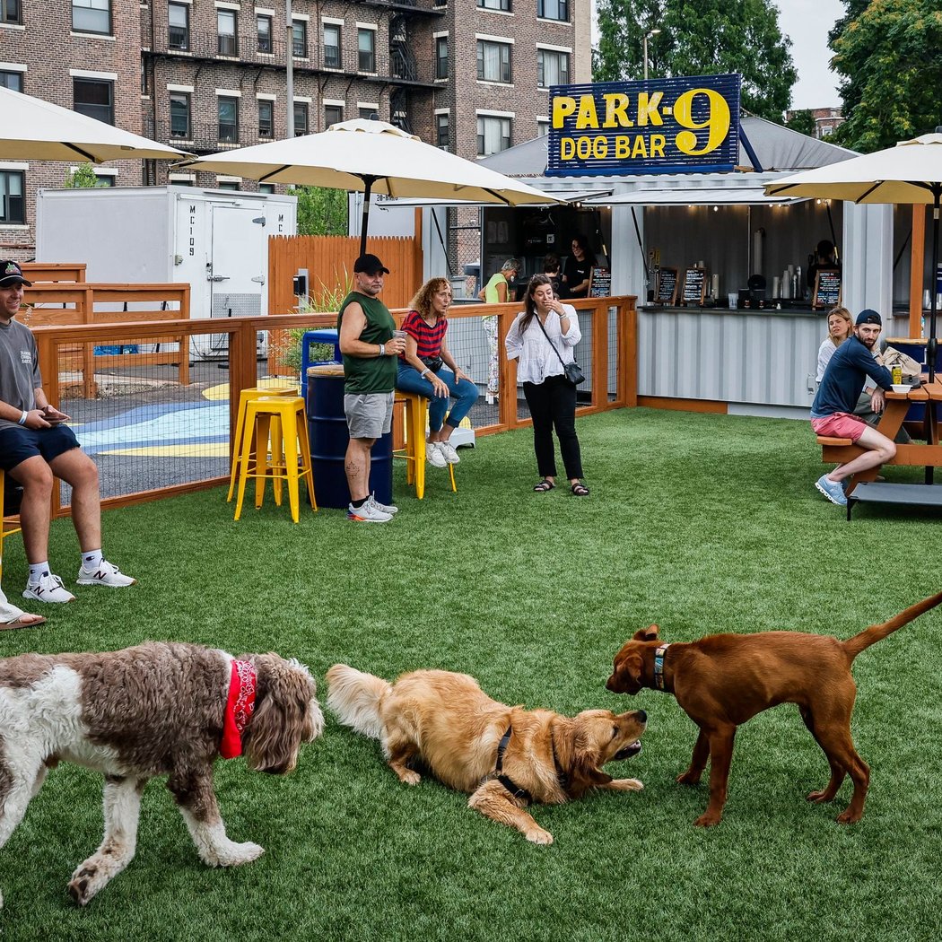 Summer Dog Party 1