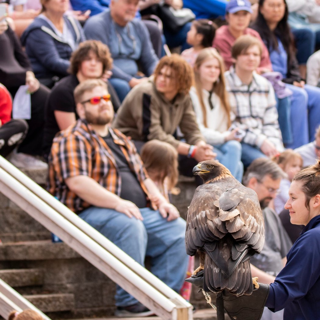Flying Bird Show 4