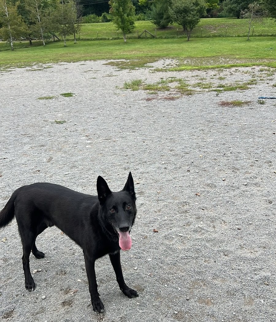 Olson Dog Park 2