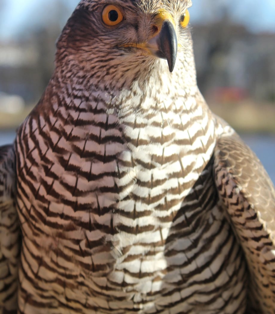 Greifvögel und Falknerei 1