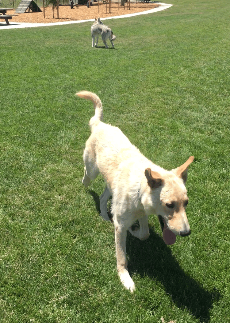 Dogbone Meadow 2
