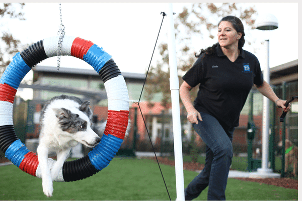 Continuing Recreational Agility 1