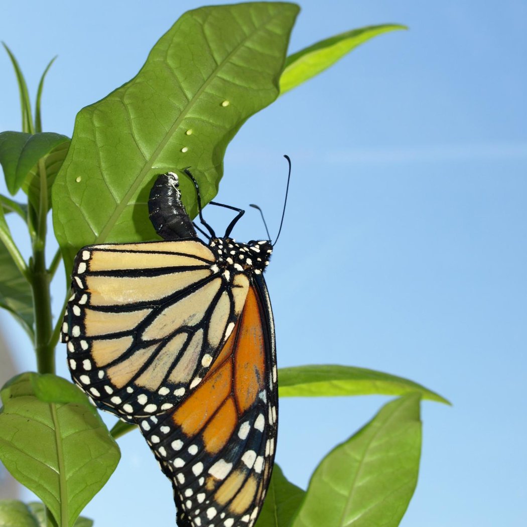 Monarch Egg-Collecting Hike 1
