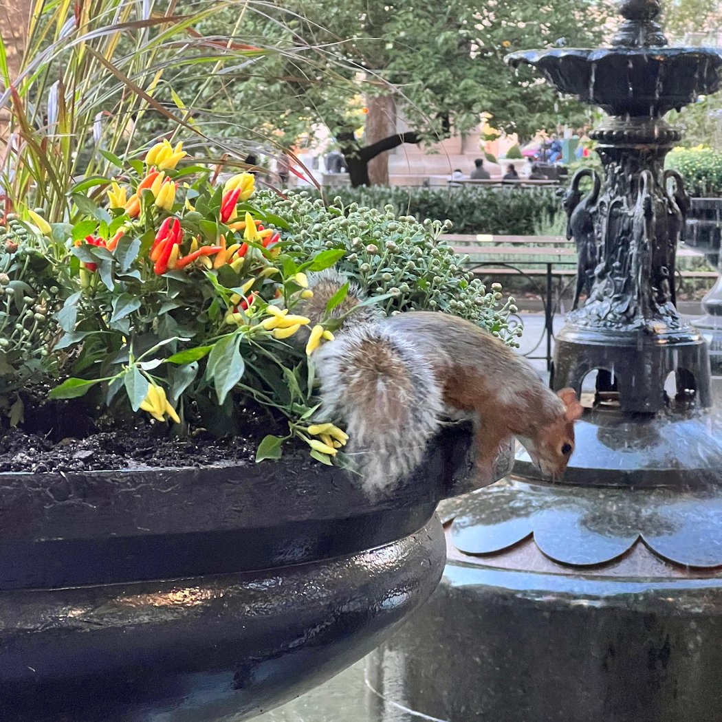 Madison Square Fountain 3