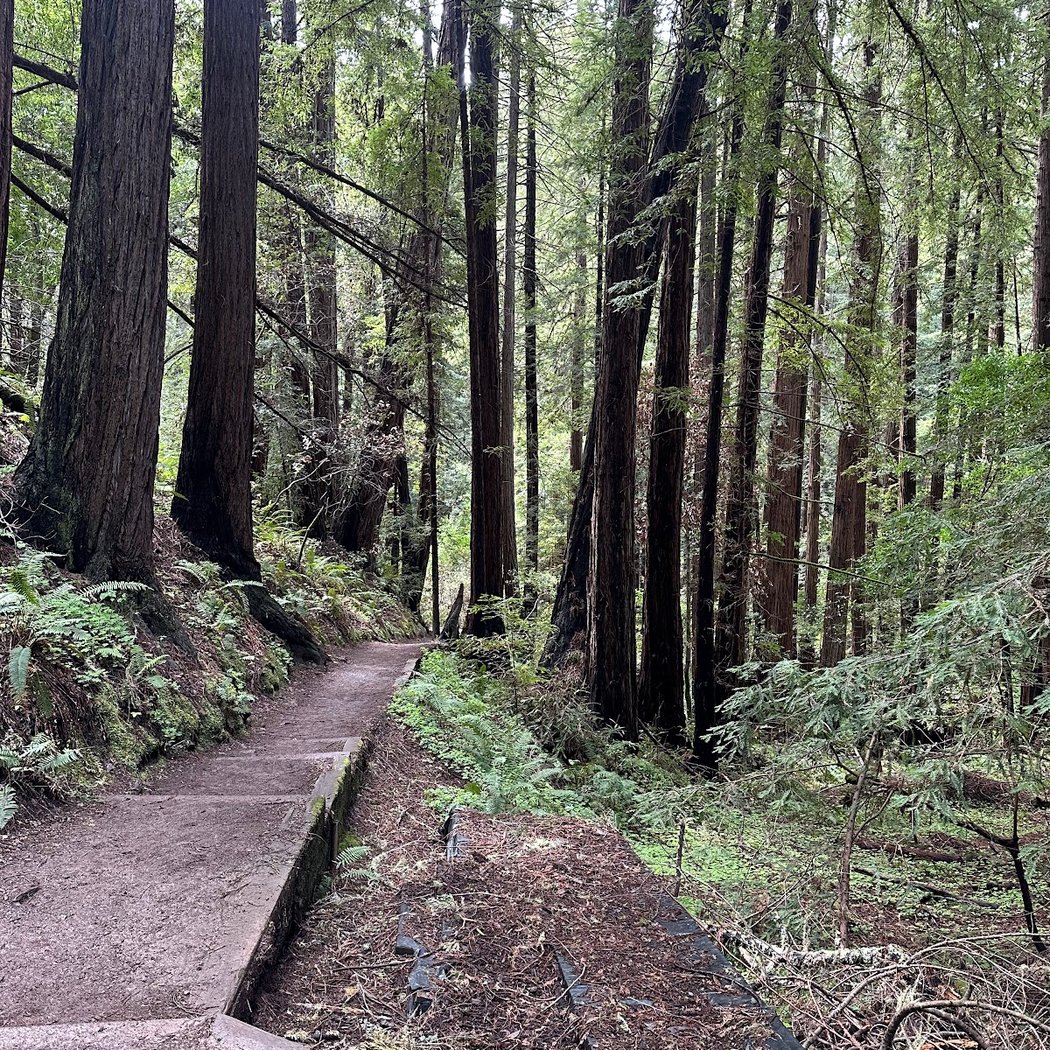 Muir Woods Tours & Adventures 2
