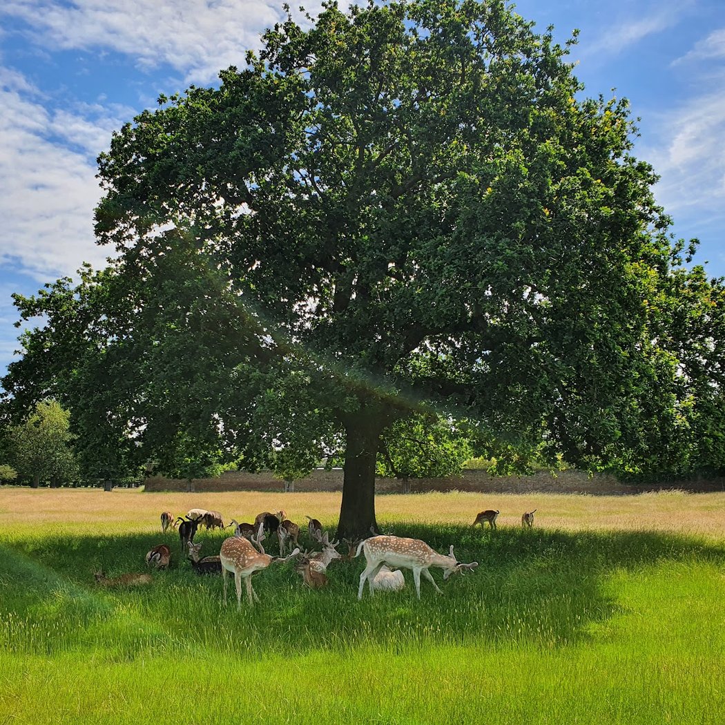 Bushy Park 2
