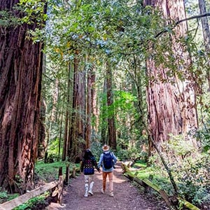 Free Guided Walks Through Armstrong Redwoods 2