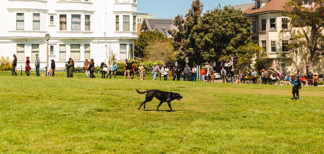 Duboce Park 2