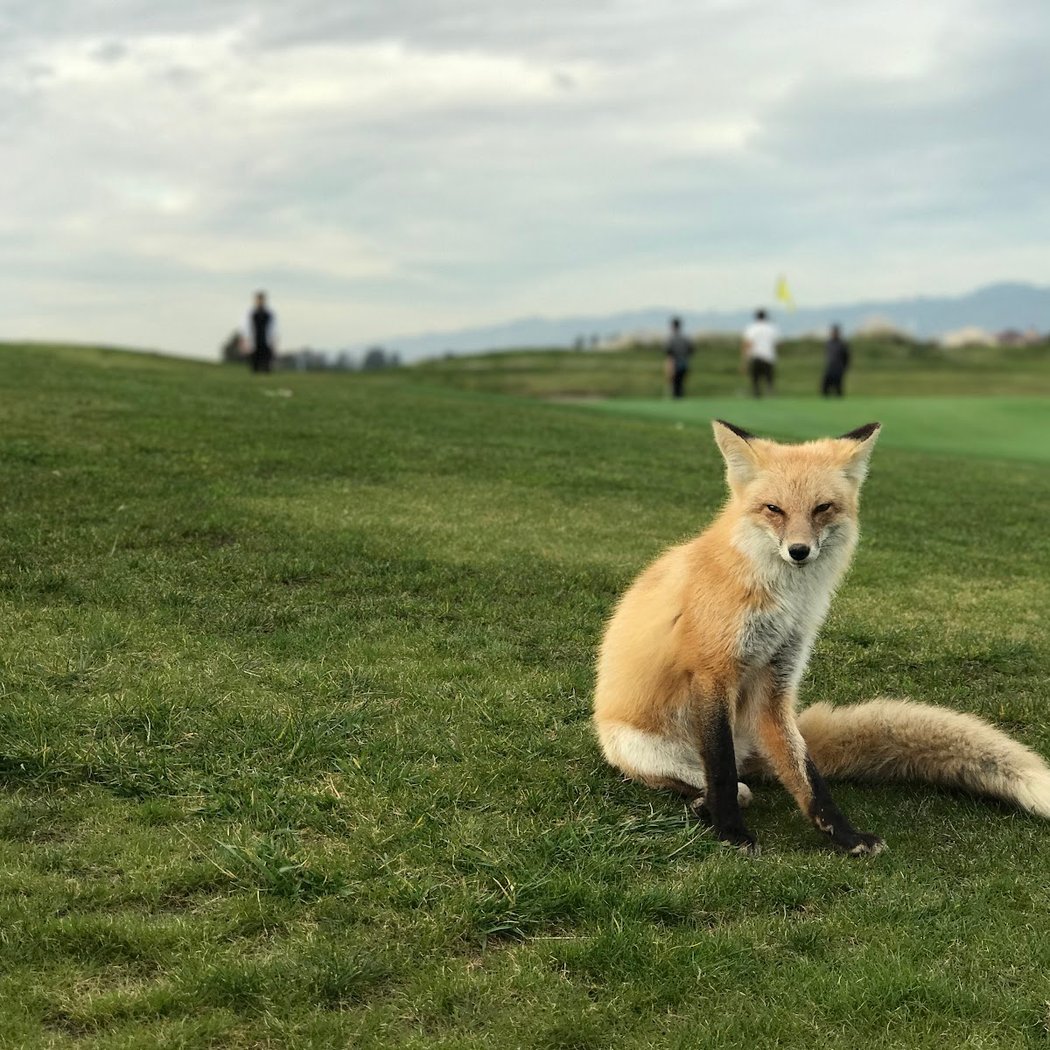 Metropolitan Golf Links 1
