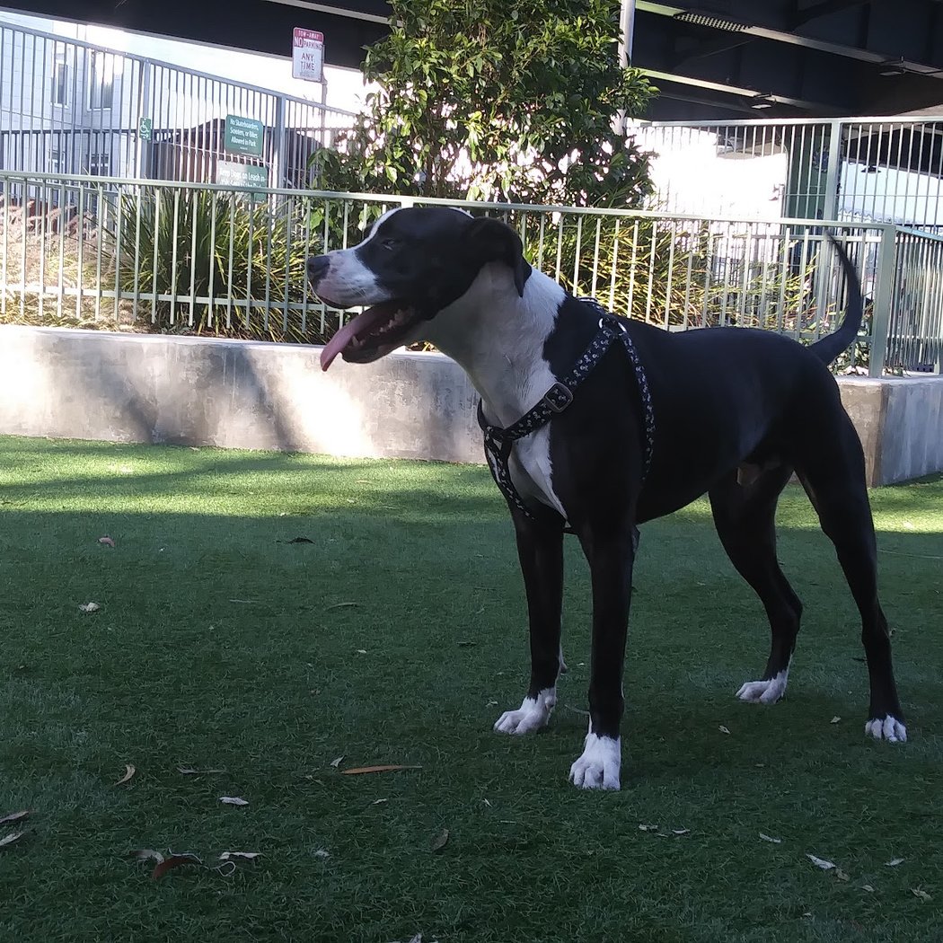 SoMa West Dog Park 2