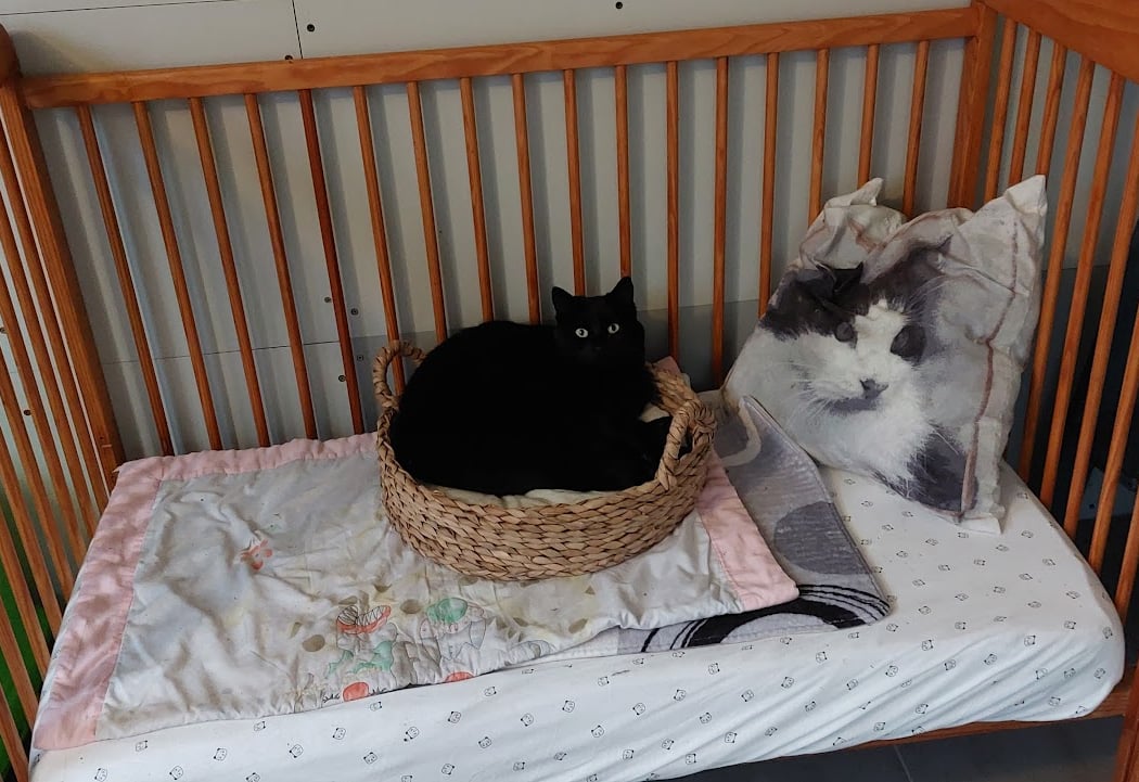 Chatterie Cat'Pat 3