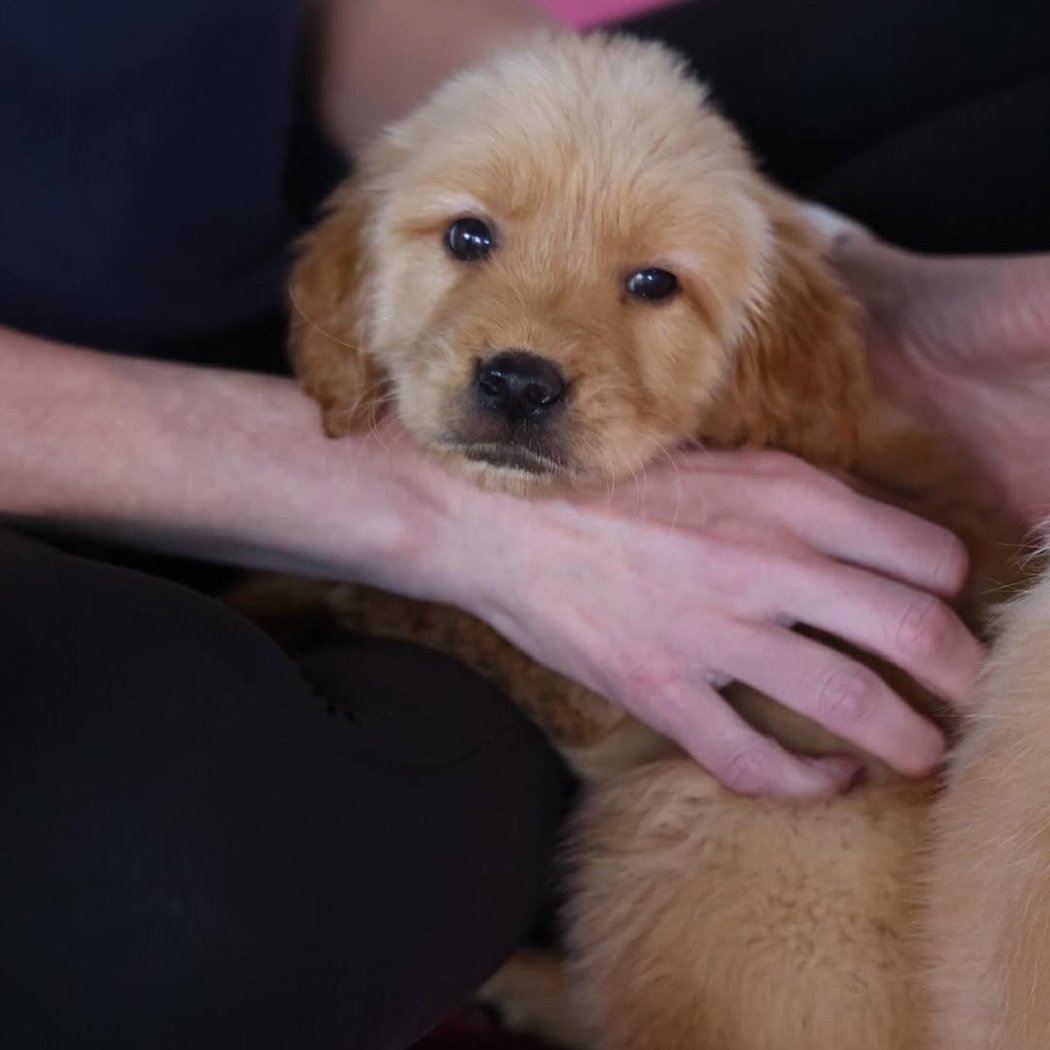 Golden Retriever Puppy Yoga 1