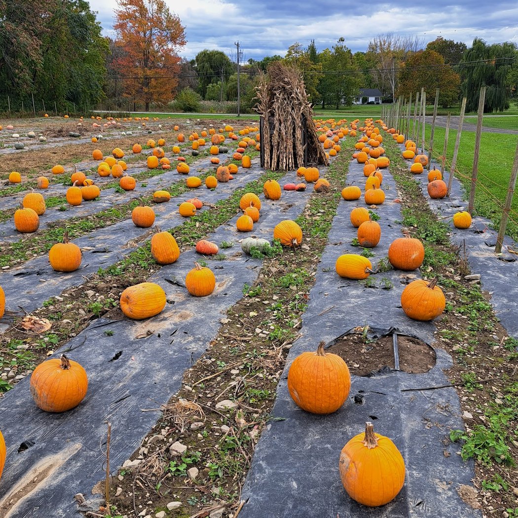 Overlook Farm Market Home Stand 2