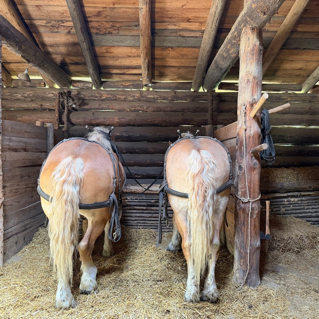 Draft Horse Experience 2