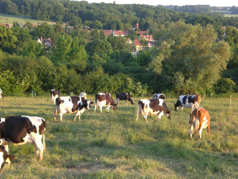EARL Saint Thibault Farm 2