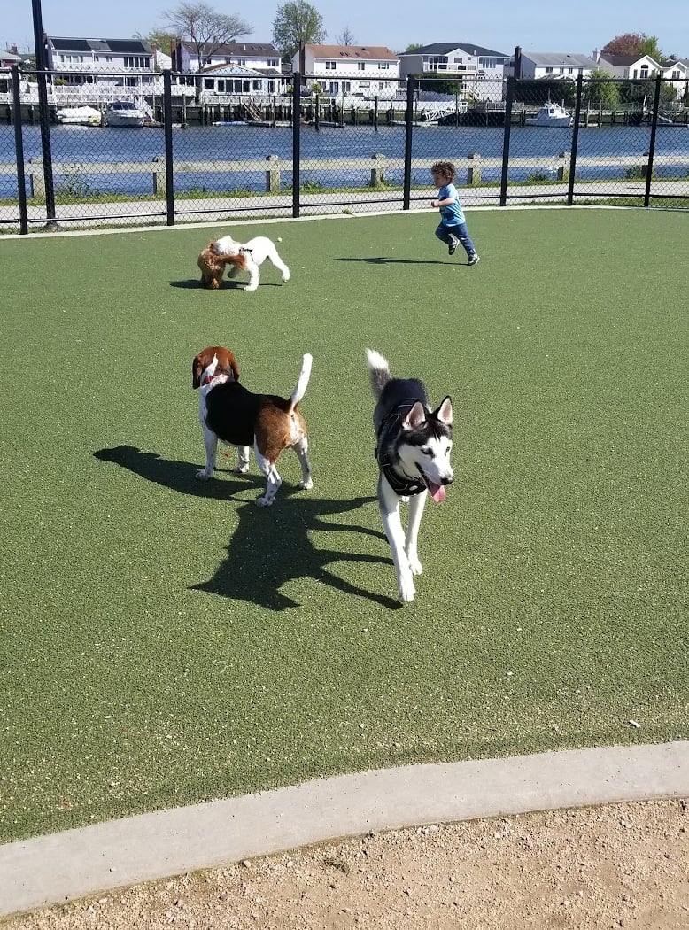 Bay Park Dog Park 3