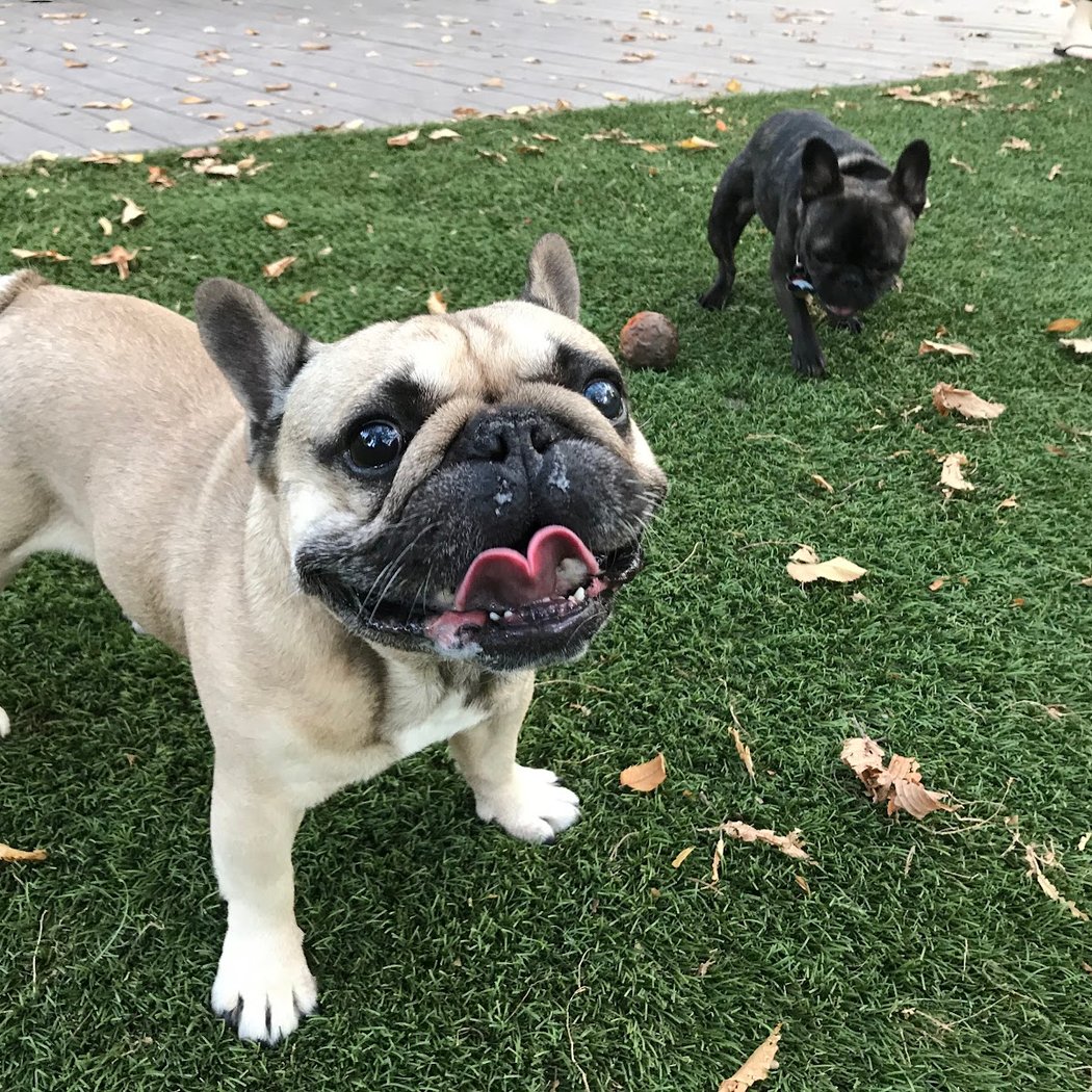 Tompkins Square Dog Run 5