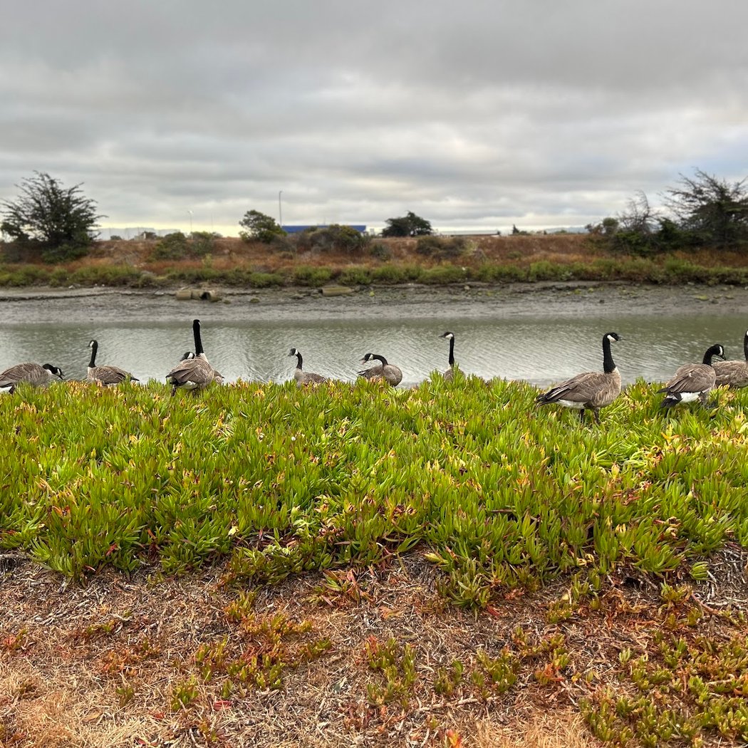 San Francisco Bay Trail 2
