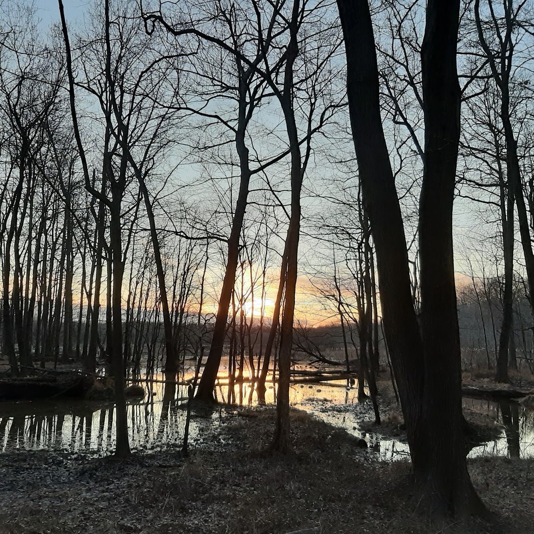 Wetland at Dusk Walk