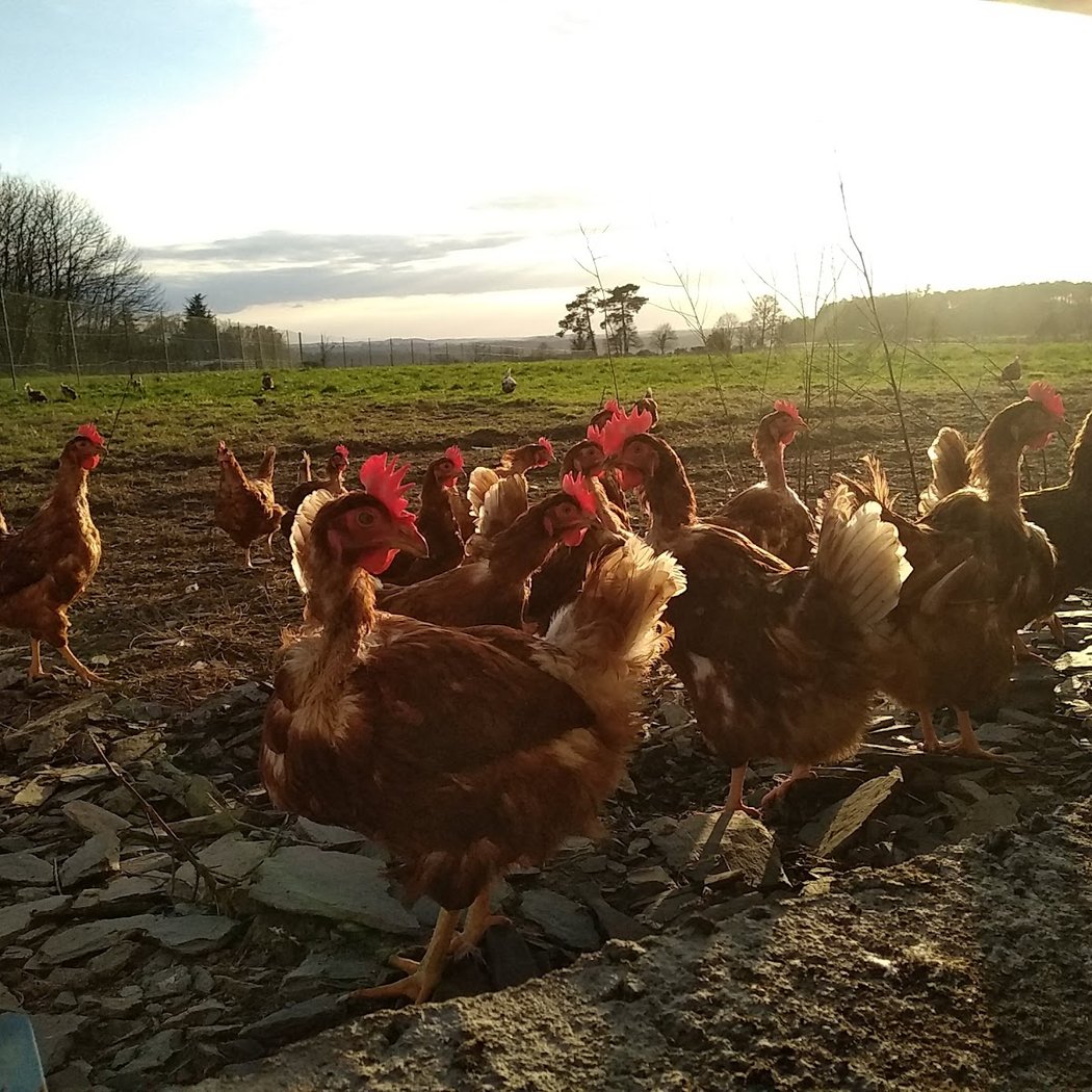 Les oeufs de Gwen by Ferme de la Colunais 3